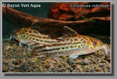 Corydoras robineae