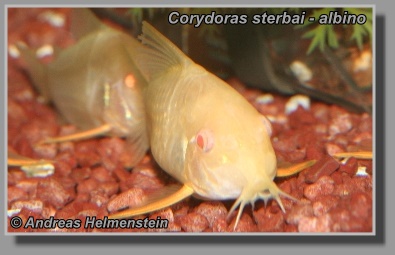 Corydoras sterbai