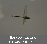 Mosaik-Flug.jpg