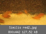 Similis red2.jpg