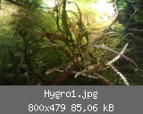 Hygro1.jpg