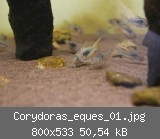 Corydoras_eques_01.jpg