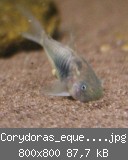 Corydoras_eques_02.jpg