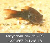 Corydoras sp._11.JPG