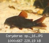 Corydoras sp._16.JPG