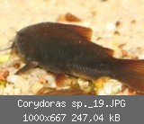 Corydoras sp._19.JPG