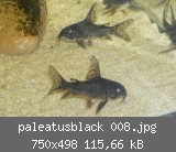 paleatusblack 008.jpg