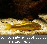 CorydorasAeneusGoldstripe.jpg