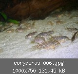 corydoras 006.jpg