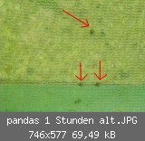 pandas 1 Stunden alt.JPG