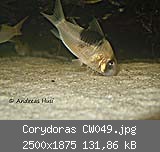 Corydoras CW049.jpg