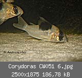 Corydoras CW051 6.jpg