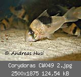 Corydoras CW049 2.jpg