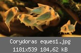 Corydoras eques1.jpg