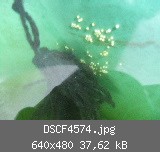 DSCF4574.jpg