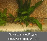 Similis red4.jpg