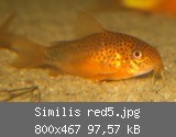 Similis red5.jpg
