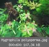 Hygrophila polysperma.jpg