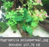 Hygrophila polysperma2.jpg