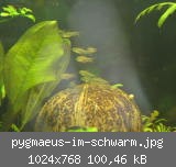 pygmaeus-im-schwarm.jpg