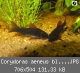 Corydoras aeneus black 4.JPG