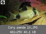 Cory panda 10.JPG