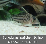 Corydoras pulcher 9.jpg