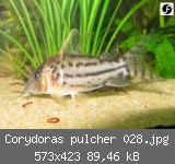 Corydoras pulcher 028.jpg