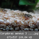 Corydoras aeneus 3 Wochen 013.jpg