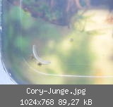 Cory-Junge.jpg