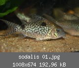 sodalis 01.jpg