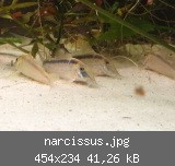 narcissus.jpg