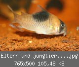 Eltern und jungtiere 02.jpg