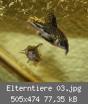 Elterntiere 03.jpg