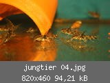 jungtier 04.jpg