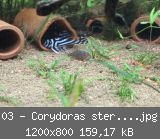 03 - Corydoras sterbai Jungtier und L46 auf Soil.jpg