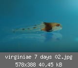 virginiae 7 days 02.jpg