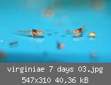 virginiae 7 days 03.jpg