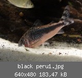 black peru1.jpg