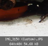 IMG_3150 (Custom).JPG