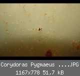 Corydoras Pygmaeus 1 Woche alt 03.JPG