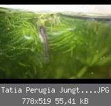 Tatia Perugia Jungtier 01.JPG