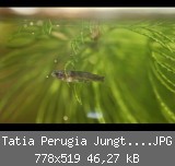 Tatia Perugia Jungtier 02.JPG