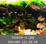 Salmler-1.jpg