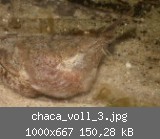 chaca_voll_3.jpg