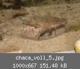 chaca_voll_5.jpg