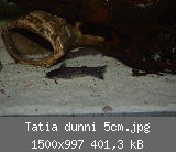 Tatia dunni 5cm.jpg