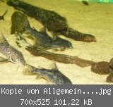 Kopie von Allgemein 038.jpg