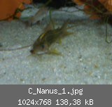 C_Nanus_1.jpg