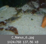 C_Nanus_6.jpg